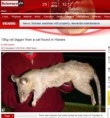RATO MONSTRO